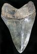 Sharply Serrated Fossil Megalodon Tooth #22579-1